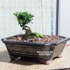 chậu trồng cây bonsai nhỏ